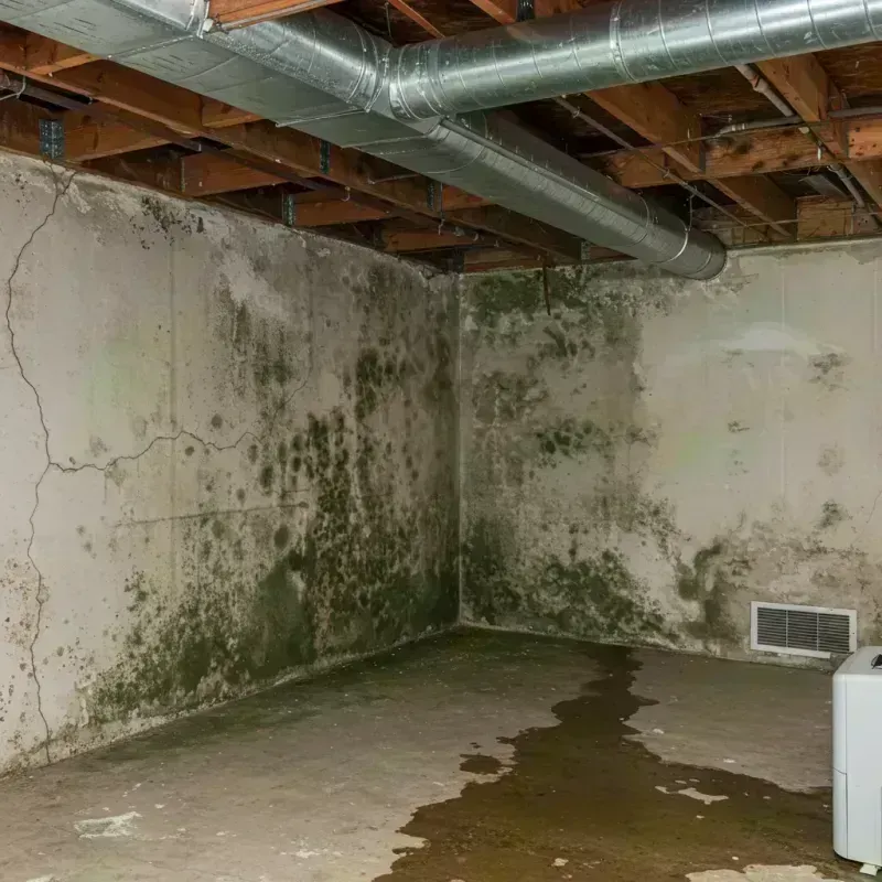 Professional Mold Removal in Marshall County, KY